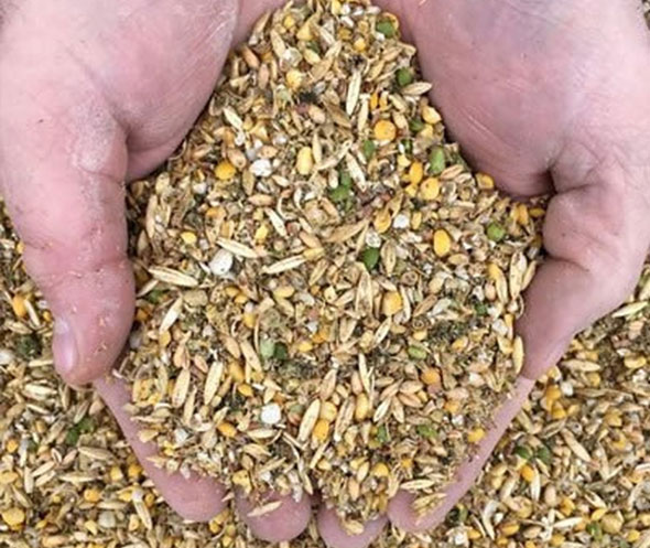 Premium Chicken Feed