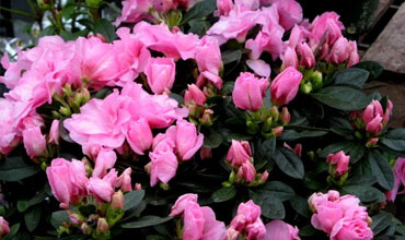 Red Azalea