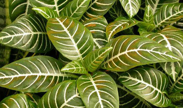 broadleaf plant
